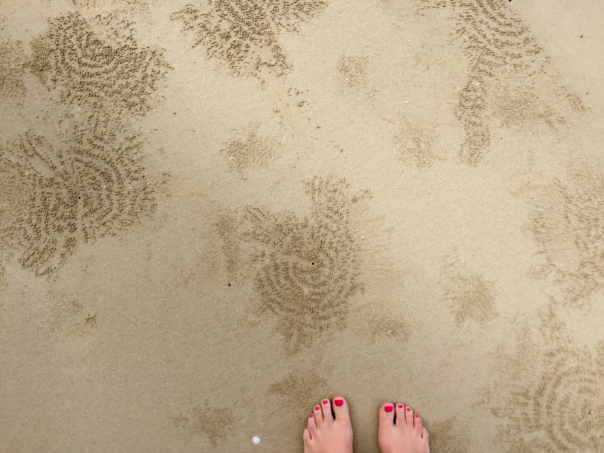 Krabborna gör så snygga mönster i sanden.